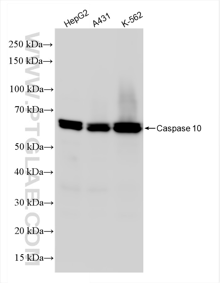Western Blot (WB) analysis of various lysates using Caspase 10 Recombinant antibody (85196-3-RR)