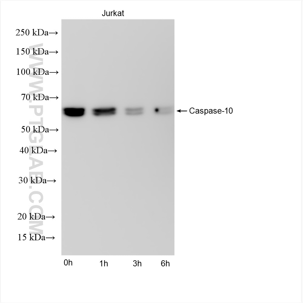 Caspase 10