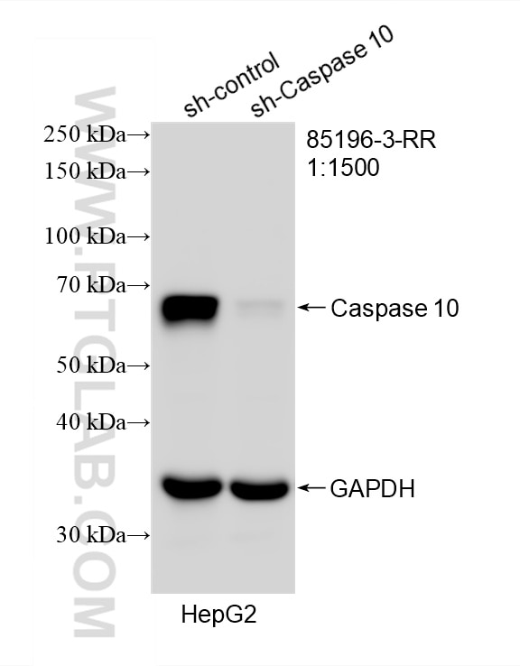 Western Blot (WB) analysis of HepG2 cells using Caspase 10 Recombinant monoclonal antibody (85196-3-RR)