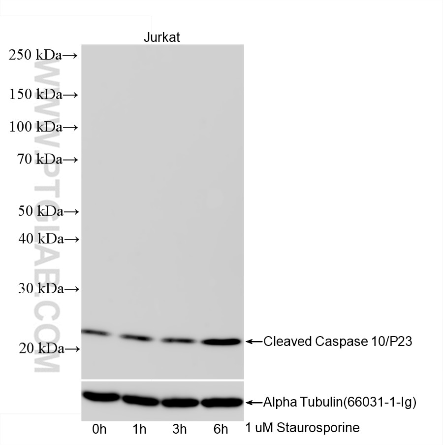 Cleaved Caspase 10/P23