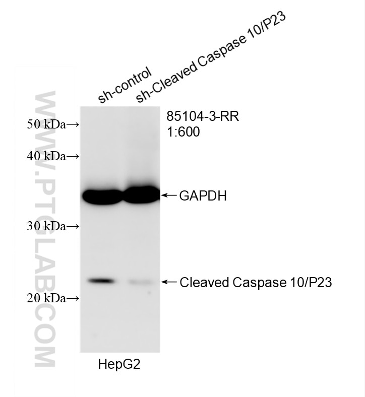 WB analysis of HepG2 using 85104-3-RR Western Blot (WB) analysis of HepG2 cells using Cleaved Caspase 10/P23 Recombinant monoclonal anti (85104-3-RR)