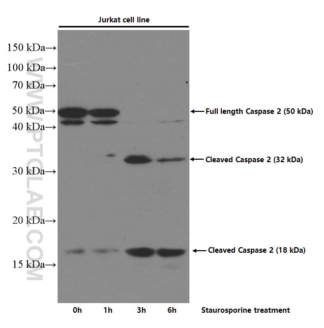 Western Blot (WB) analysis of Jurkat cells using Caspase 2/p32/p18 Monoclonal antibody (66517-1-Ig)
