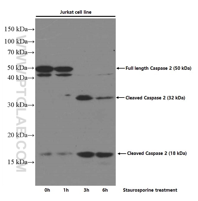 Caspase 2/p32/p18