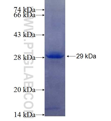 Caspase 2 fusion protein Ag25671 SDS-PAGE