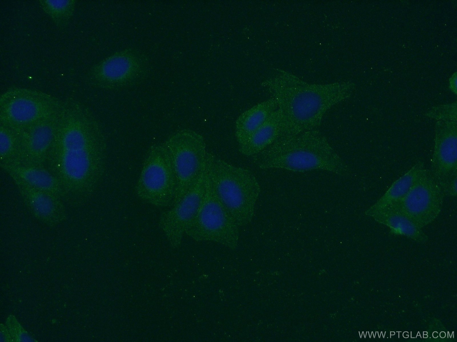 Immunofluorescence (IF) / fluorescent staining of HepG2 cells using cleaved-Caspase 3 Polyclonal antibody (25546-1-AP)