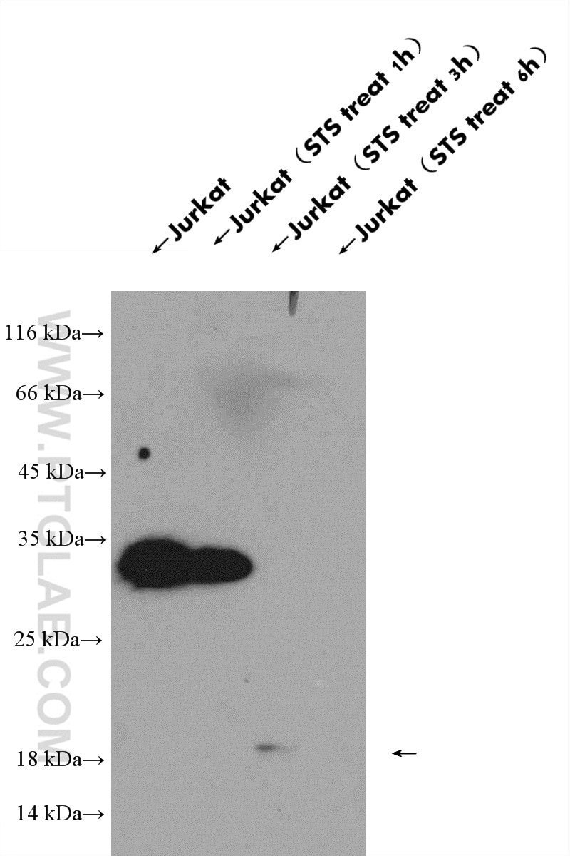 Western Blot (WB) analysis of Jurkat cells using cleaved-Caspase 3 Polyclonal antibody (25546-1-AP)