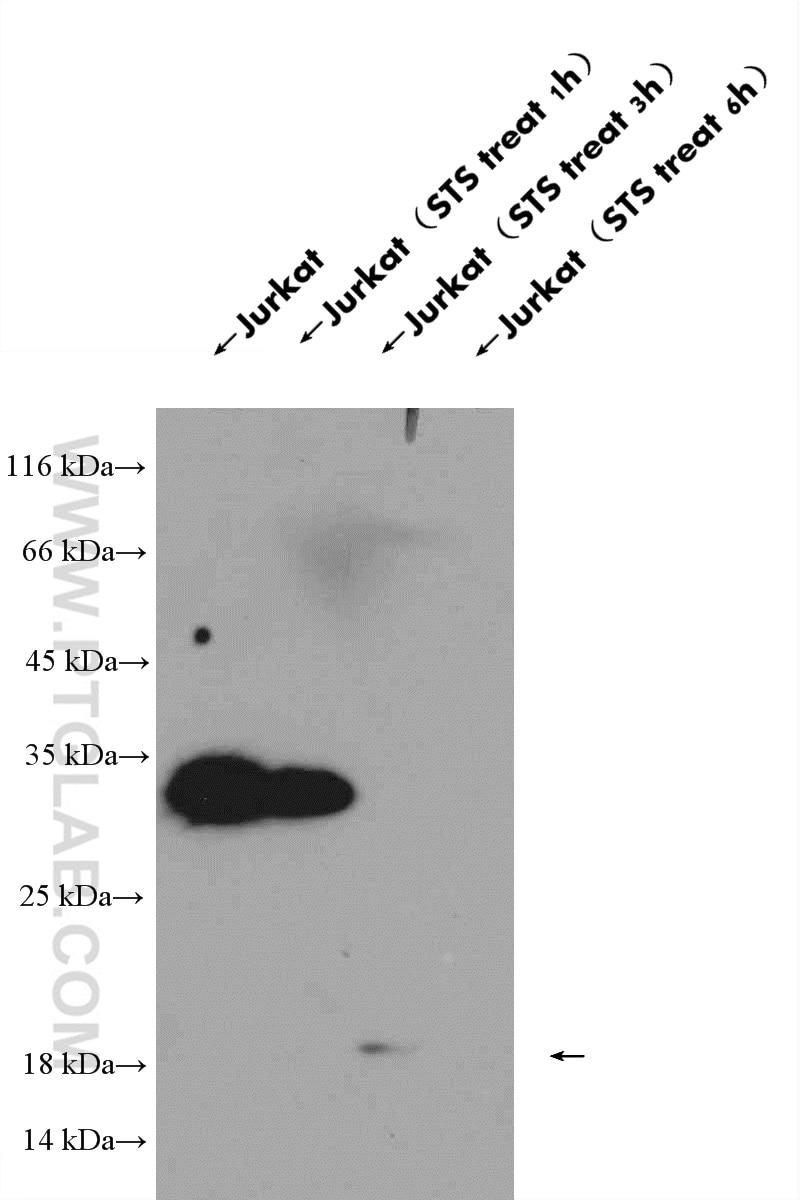 WB analysis of Jurkat using 25546-1-AP