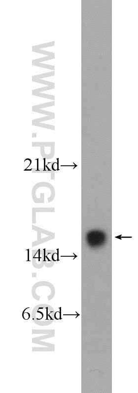 Western Blot (WB) analysis of HeLa cells using cleaved-Caspase 3 Polyclonal antibody (25546-1-AP)