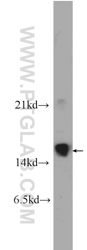 Western Blot (WB) analysis of HepG2 cells using cleaved-Caspase 3 Polyclonal antibody (25546-1-AP)