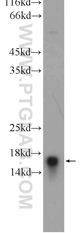Western Blot (WB) analysis of HepG2 cells using cleaved-Caspase 3 Polyclonal antibody (25546-1-AP)