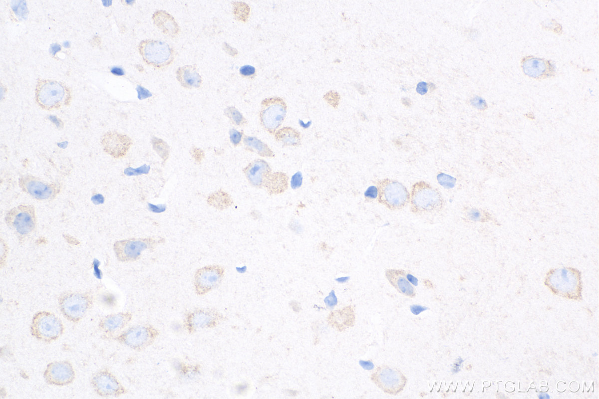 Immunohistochemistry (IHC) staining of mouse brain tissue using Caspase 3 Recombinant antibody (82202-1-RR)