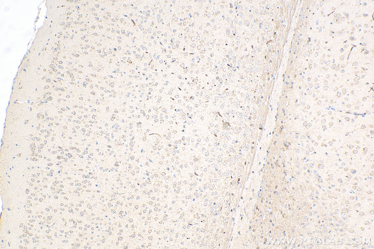 Immunohistochemistry (IHC) staining of mouse brain tissue using Caspase 3 Recombinant antibody (82202-1-RR)