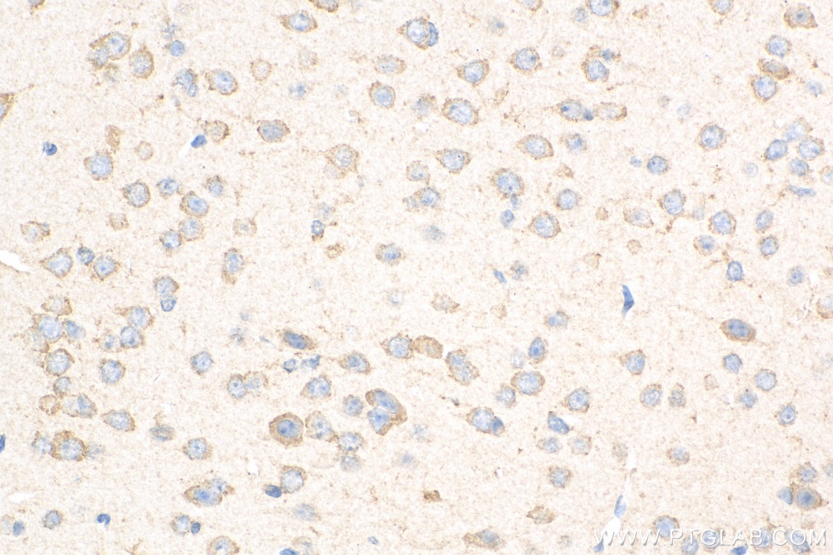 Immunohistochemistry (IHC) staining of mouse brain tissue using Caspase 3 Recombinant antibody (82202-1-RR)
