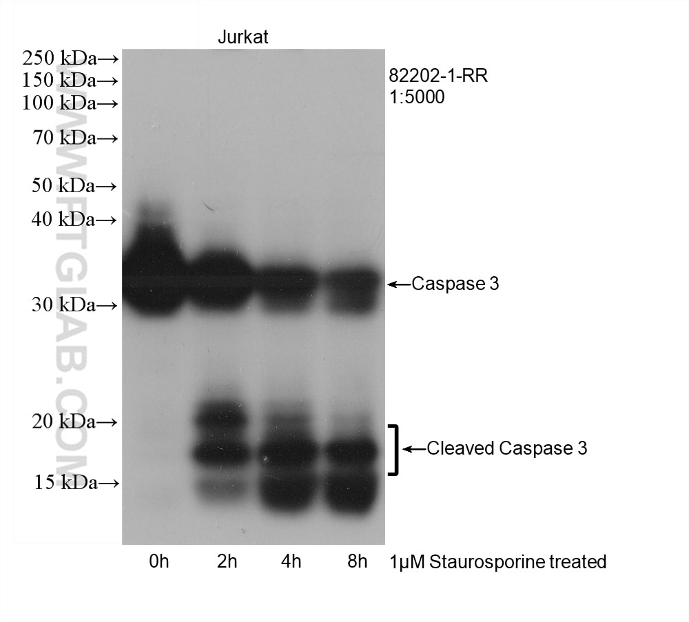 Caspase 3