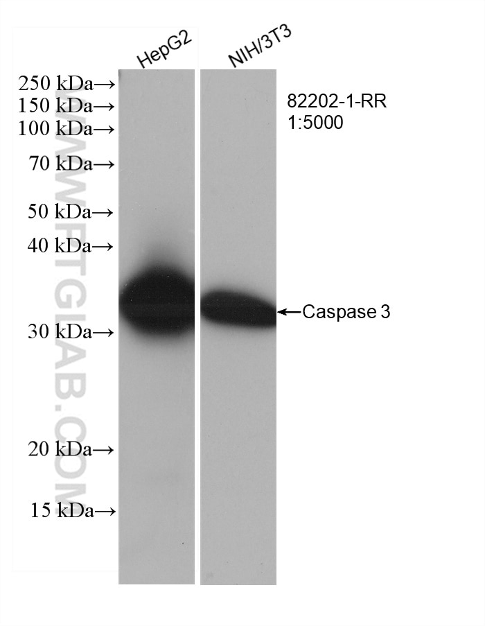 Western Blot (WB) analysis of various lysates using Caspase 3 Recombinant antibody (82202-1-RR)