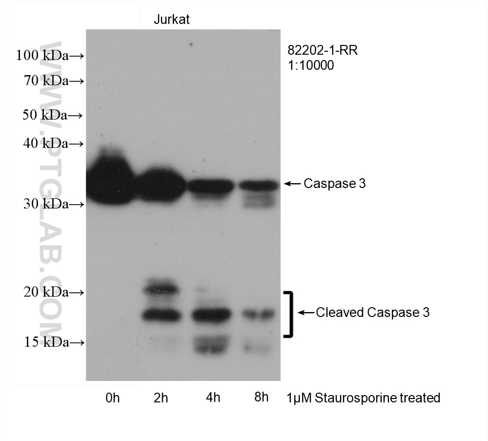 Western Blot (WB) analysis of Jurkat cells using Caspase 3 Recombinant antibody (82202-1-RR)