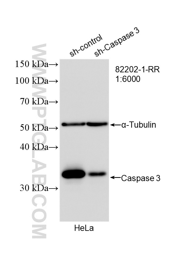 Western Blot (WB) analysis of HeLa cells using Caspase 3/P17/P19 Recombinant antibody (82202-1-RR)