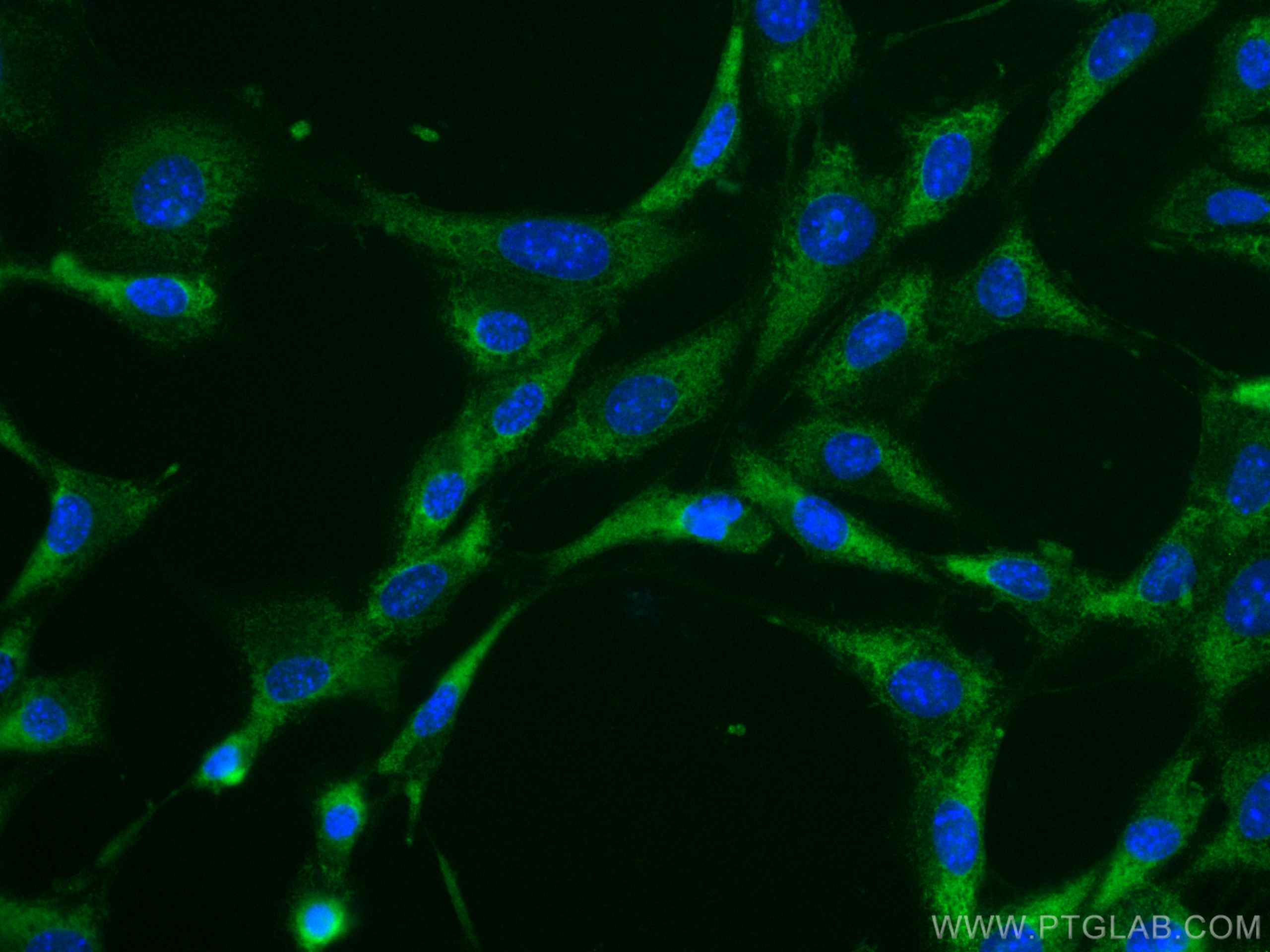 IF Staining of NIH/3T3 using CL488-19677