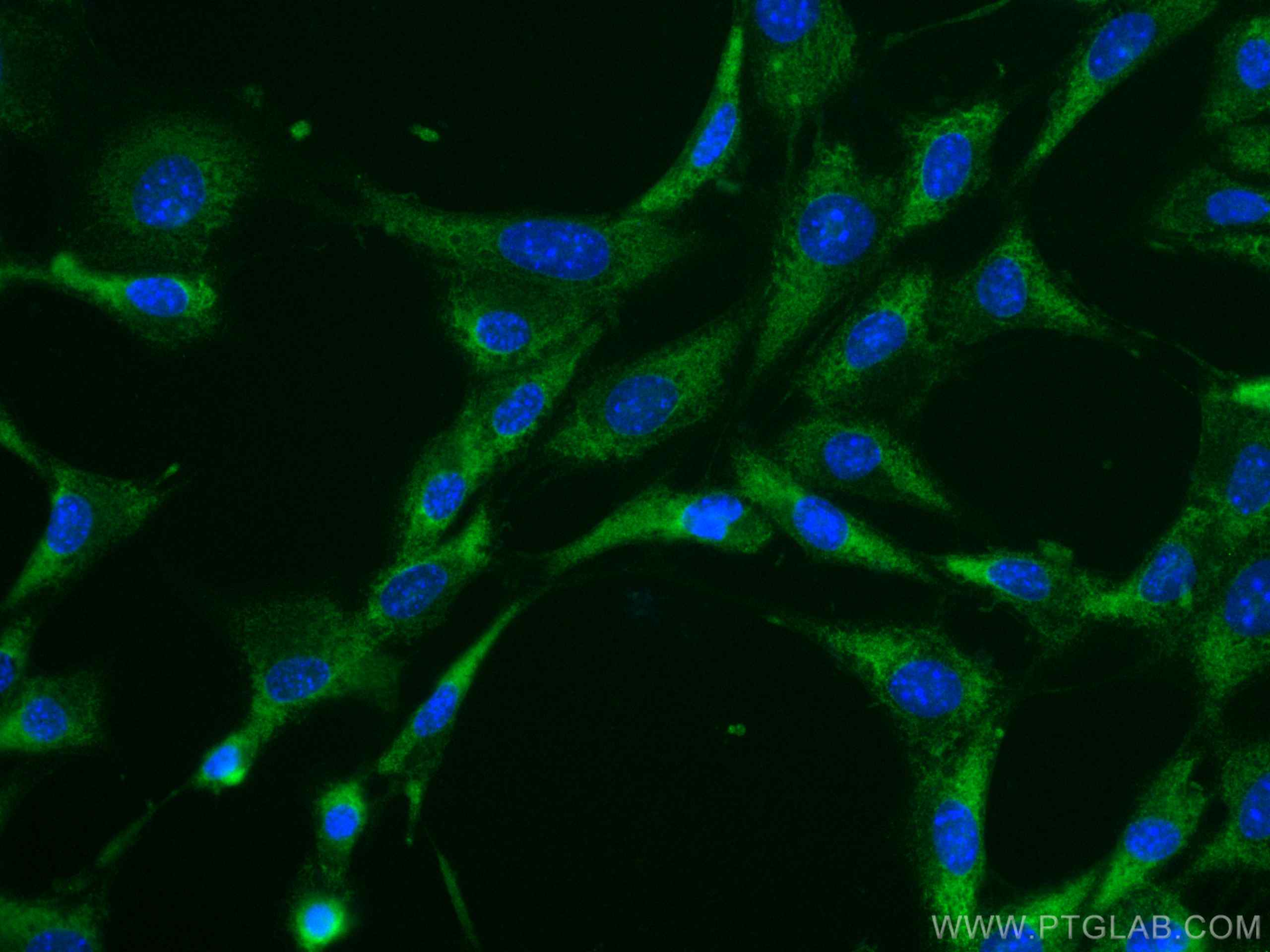 Immunofluorescence (IF) / fluorescent staining of NIH/3T3 cells using CoraLite® Plus 488-conjugated Caspase 3/p17/p19 Po (CL488-19677)