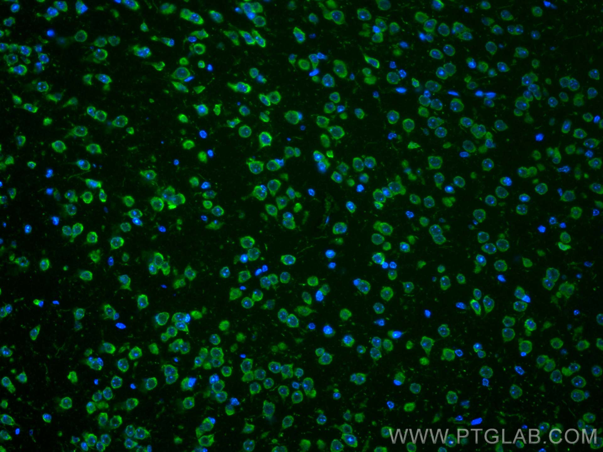 IF Staining of mouse brain using CL488-66470