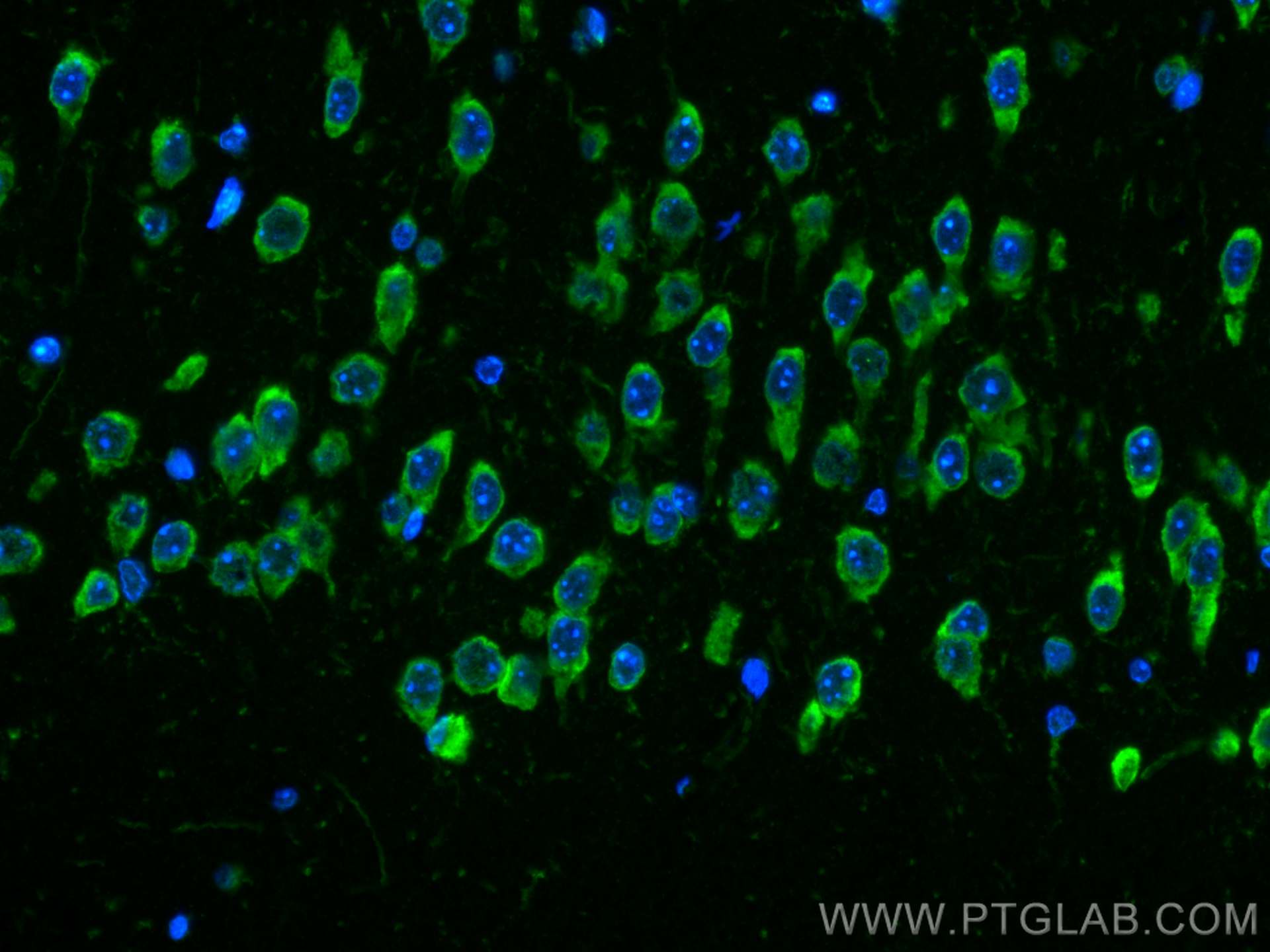 Immunofluorescence (IF) / fluorescent staining of mouse brain tissue using CoraLite® Plus 488-conjugated Caspase 3/p17/p19 Mo (CL488-66470)