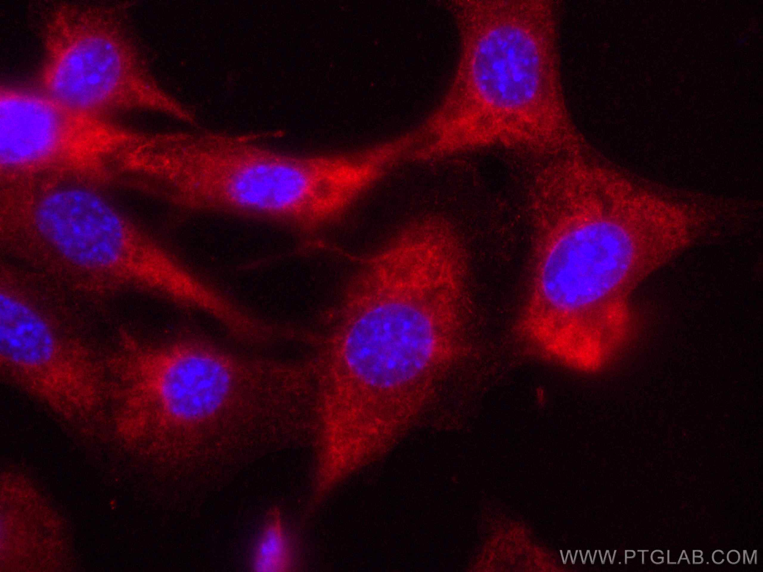 Immunofluorescence (IF) / fluorescent staining of NIH/3T3 cells using CoraLite®594-conjugated Caspase 3/p17/p19 Polyclon (CL594-19677)