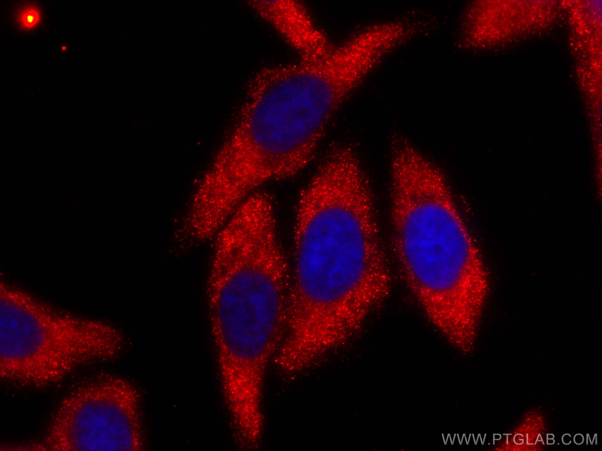 Immunofluorescence (IF) / fluorescent staining of HepG2 cells using CoraLite®594-conjugated Caspase 3/p17/p19 Monoclon (CL594-66470)