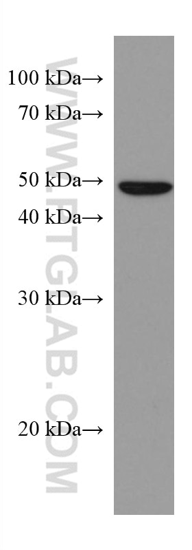 Western Blot (WB) analysis of SGC-7901 cells using Caspase 4 Monoclonal antibody (67398-1-Ig)