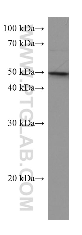 Western Blot (WB) analysis of A549 cells using Caspase 4 Monoclonal antibody (67398-1-Ig)