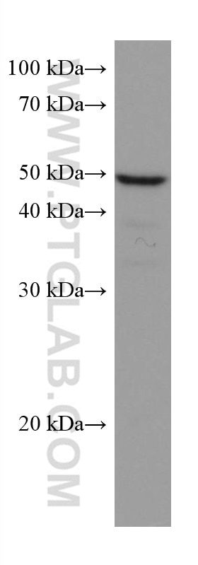 Western Blot (WB) analysis of HepG2 cells using Caspase 4 Monoclonal antibody (67398-1-Ig)