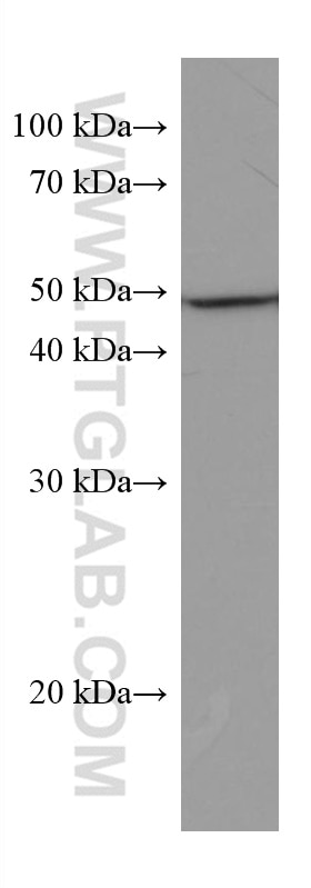 Western Blot (WB) analysis of HeLa cells using Caspase 4 Monoclonal antibody (67398-1-Ig)
