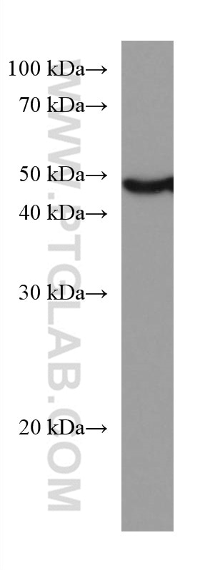 Western Blot (WB) analysis of HL-60 cells using Caspase 4 Monoclonal antibody (67398-1-Ig)