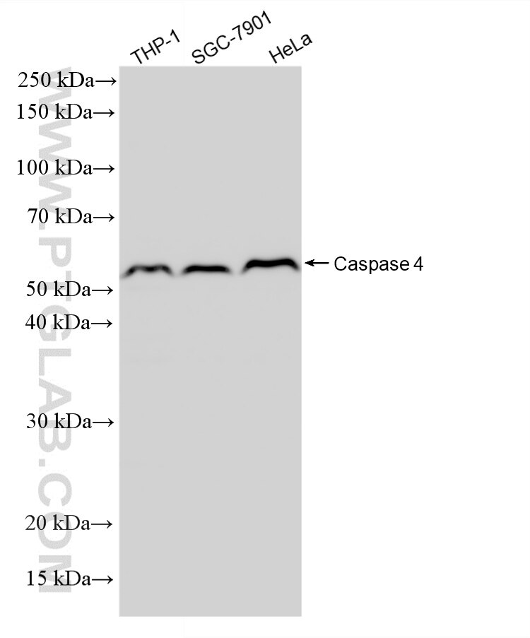 WB analysis using 88257-2-RR (same clone as 88257-2-PBS) Western Blot (WB) analysis of various lysates using Caspase 4 Recombinant monoclonal antibody (88257-2-RR)