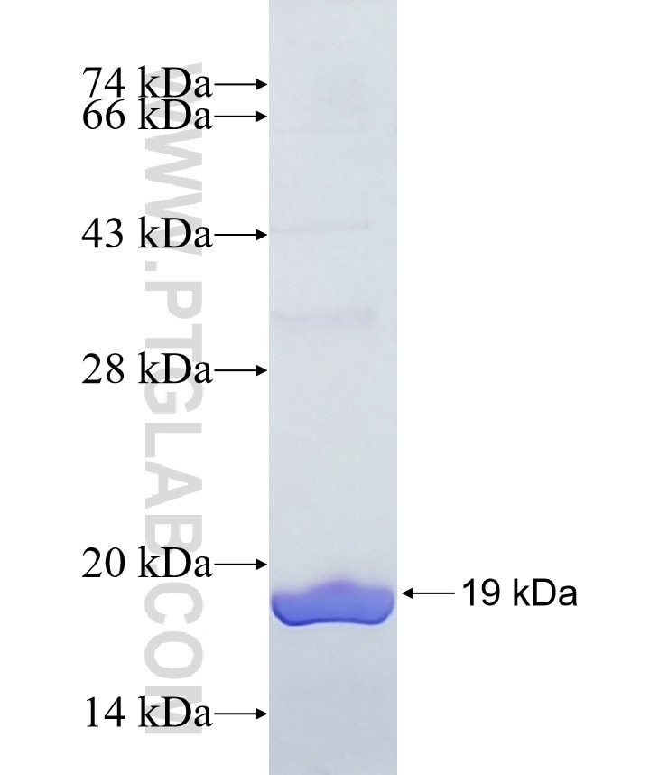 Caspase 5 fusion protein Ag38668 SDS-PAGE