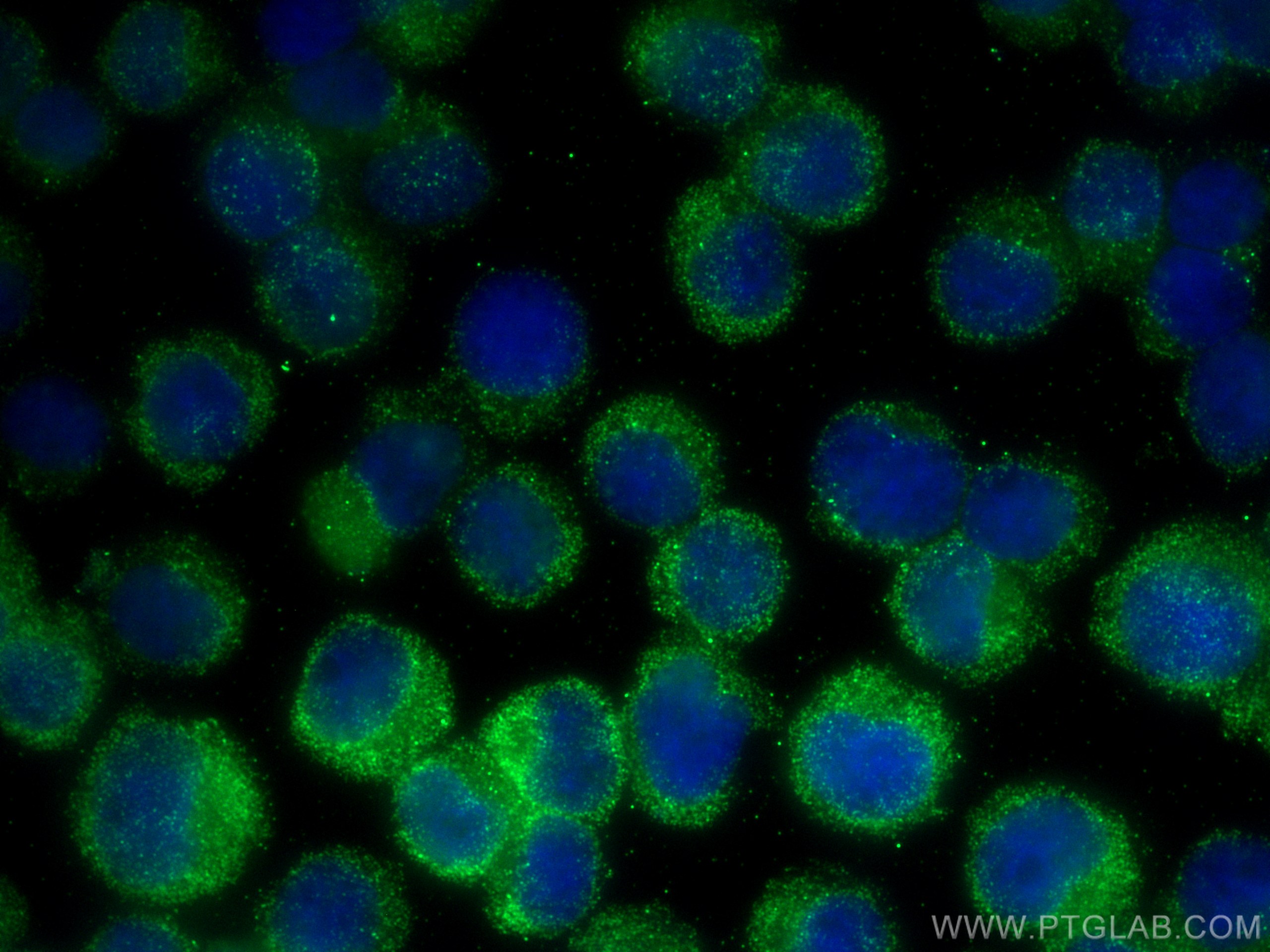 Immunofluorescence (IF) / fluorescent staining of Jurkat cells using Caspase 6 Monoclonal antibody (67825-1-Ig)