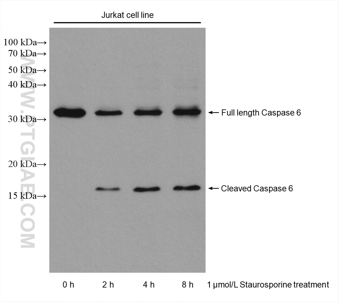 Western Blot (WB) analysis of various lysates using Caspase 6 Monoclonal antibody (67825-1-Ig)