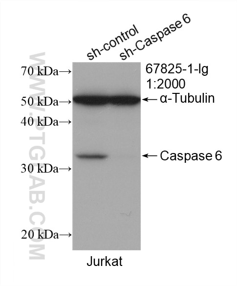 Western Blot (WB) analysis of Jurkat cells using Caspase 6 Monoclonal antibody (67825-1-Ig)