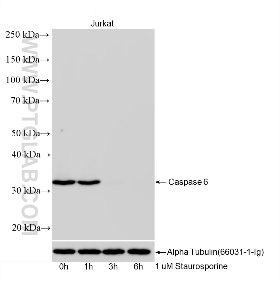 Western Blot (WB) analysis of Jurkat cells using Caspase 6 Recombinant antibody (85201-2-RR)