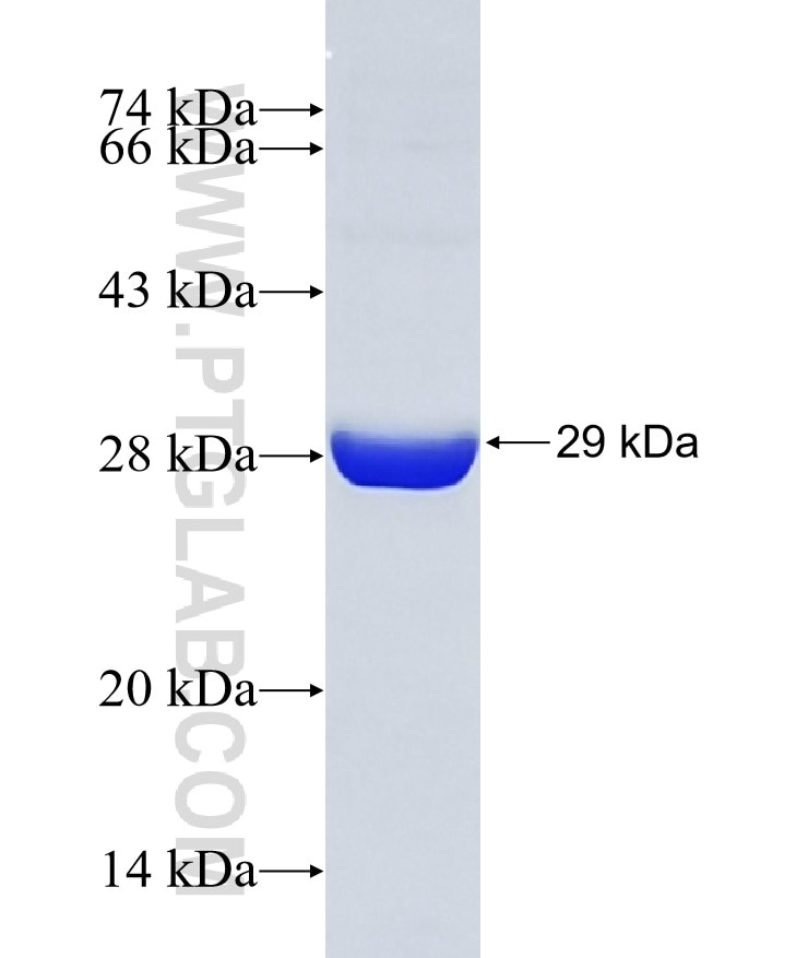 Caspase 6 fusion protein Ag20534 SDS-PAGE