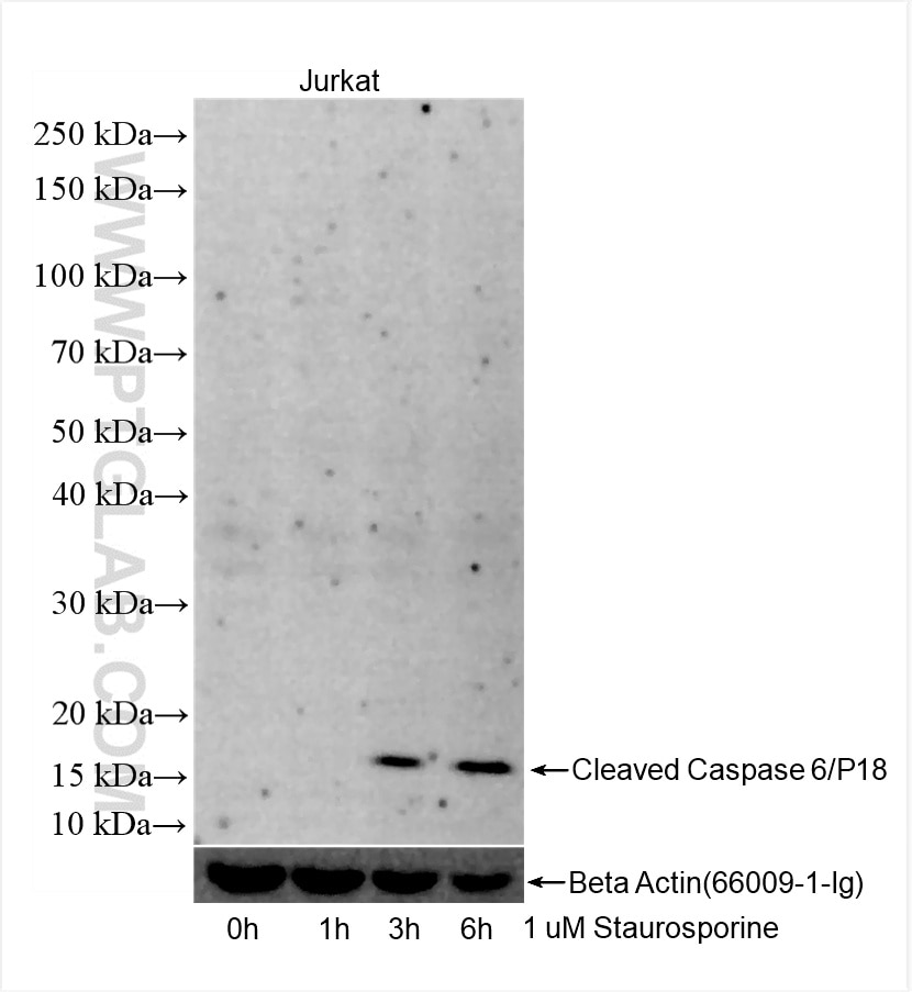 Cleaved Caspase 6/P18