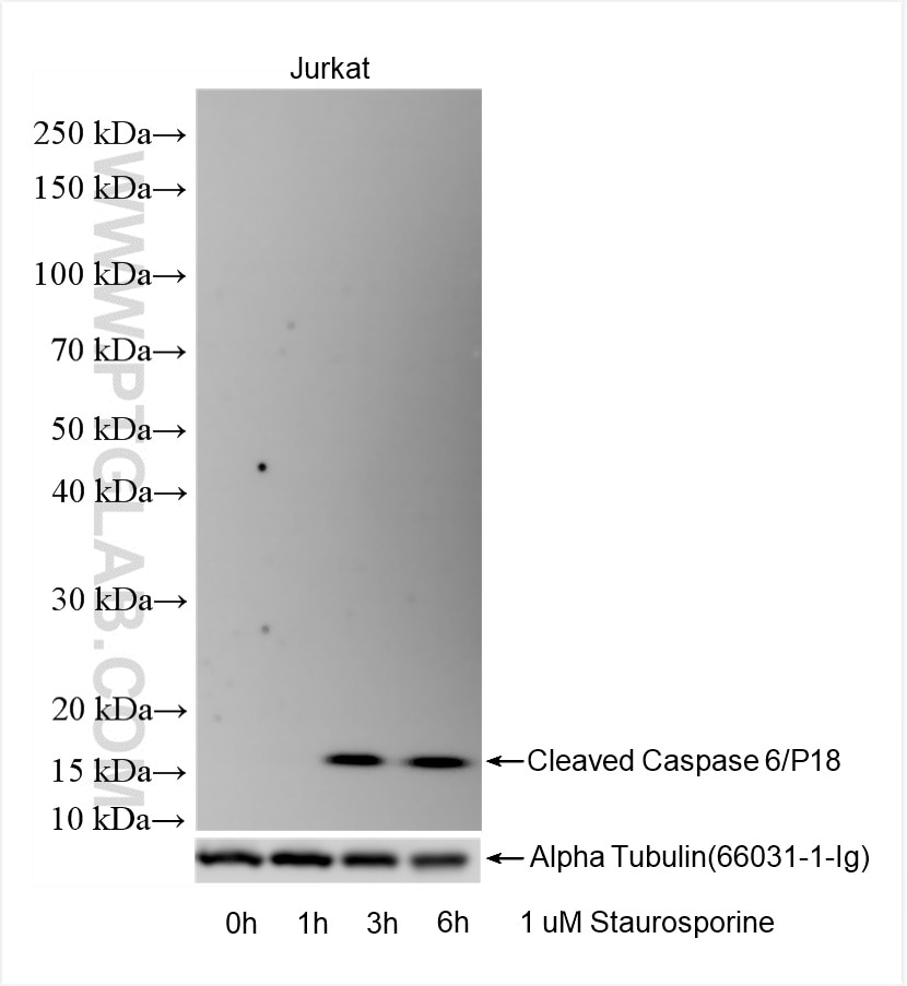 Western Blot (WB) analysis of various lysates using Cleaved Caspase 6/P18 Recombinant antibody (85337-1-RR)