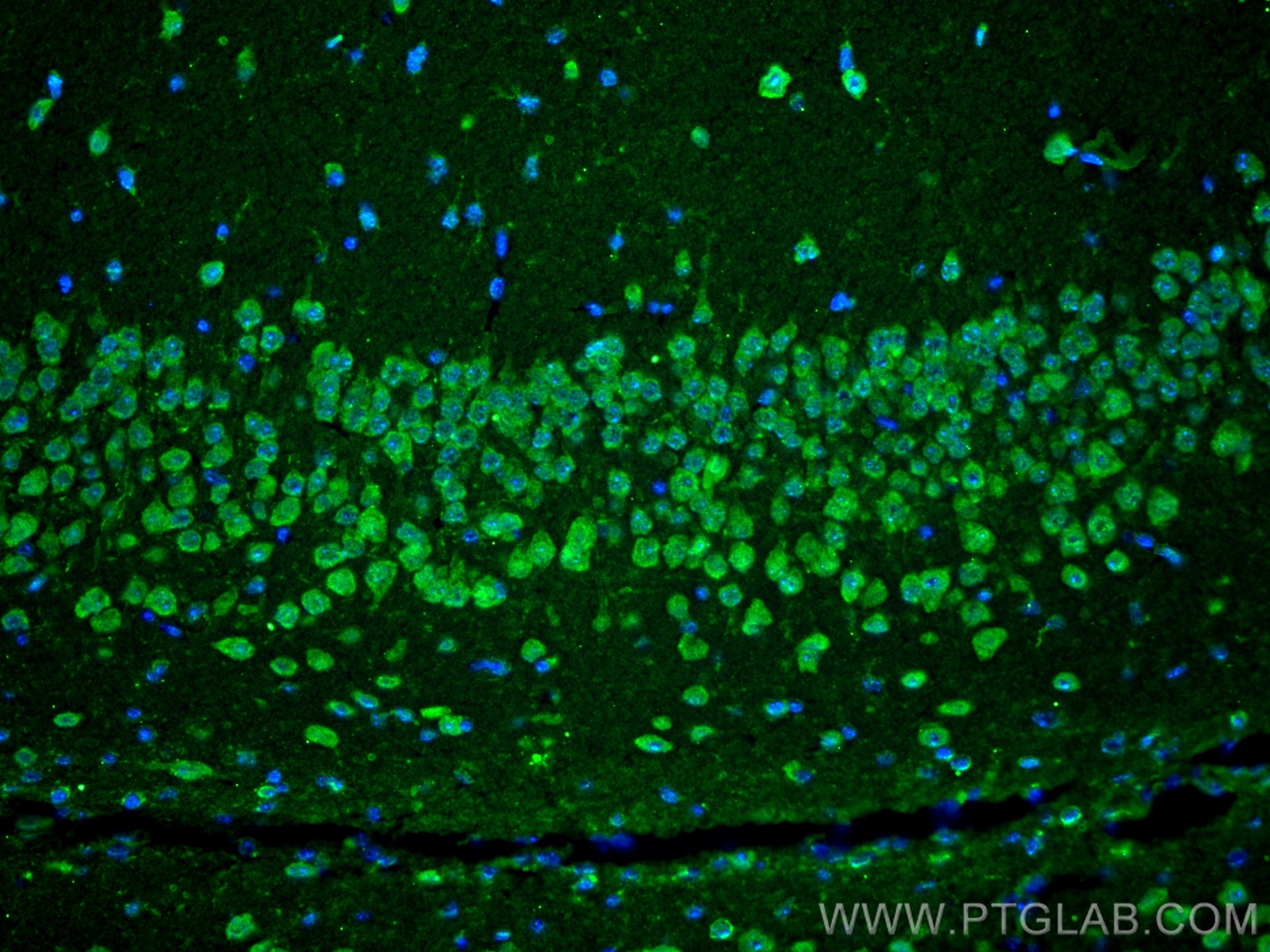 Immunofluorescence (IF) / fluorescent staining of mouse brain tissue using Caspase 7/p20 Polyclonal antibody (27155-1-AP)