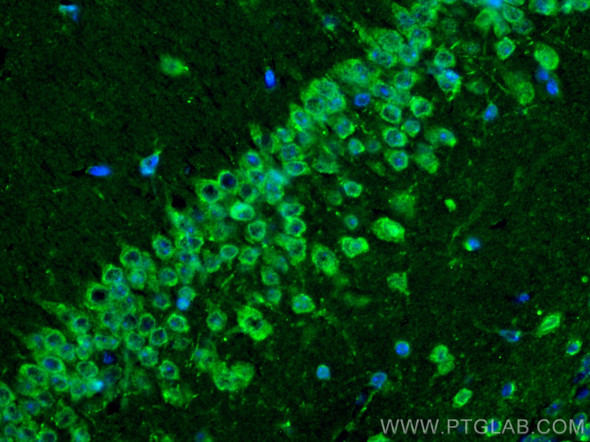 Immunofluorescence (IF) / fluorescent staining of mouse brain tissue using Caspase 7/p20 Polyclonal antibody (27155-1-AP)