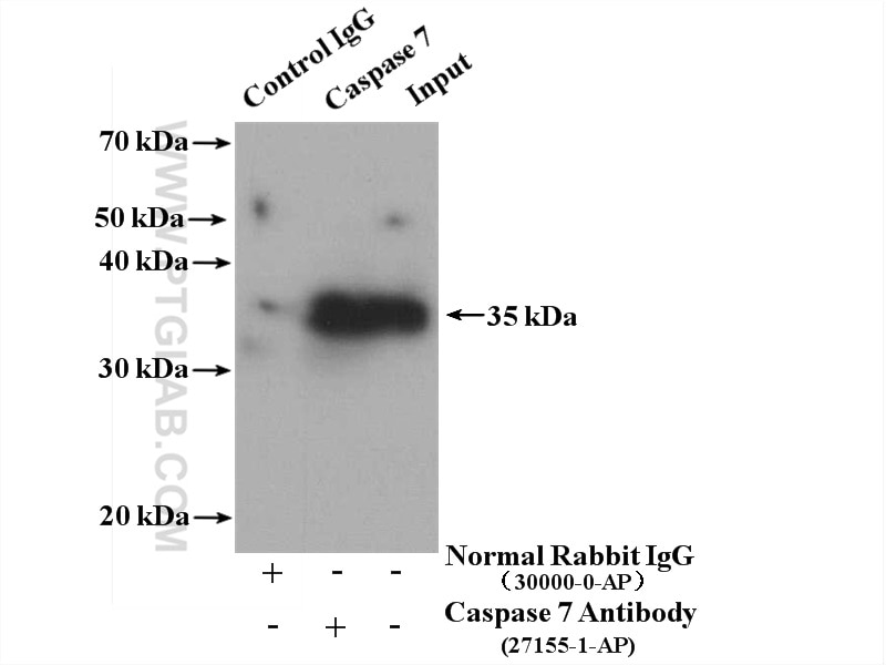 Immunoprecipitation (IP) experiment of HEK-293 cells using Caspase 7/p20 Polyclonal antibody (27155-1-AP)