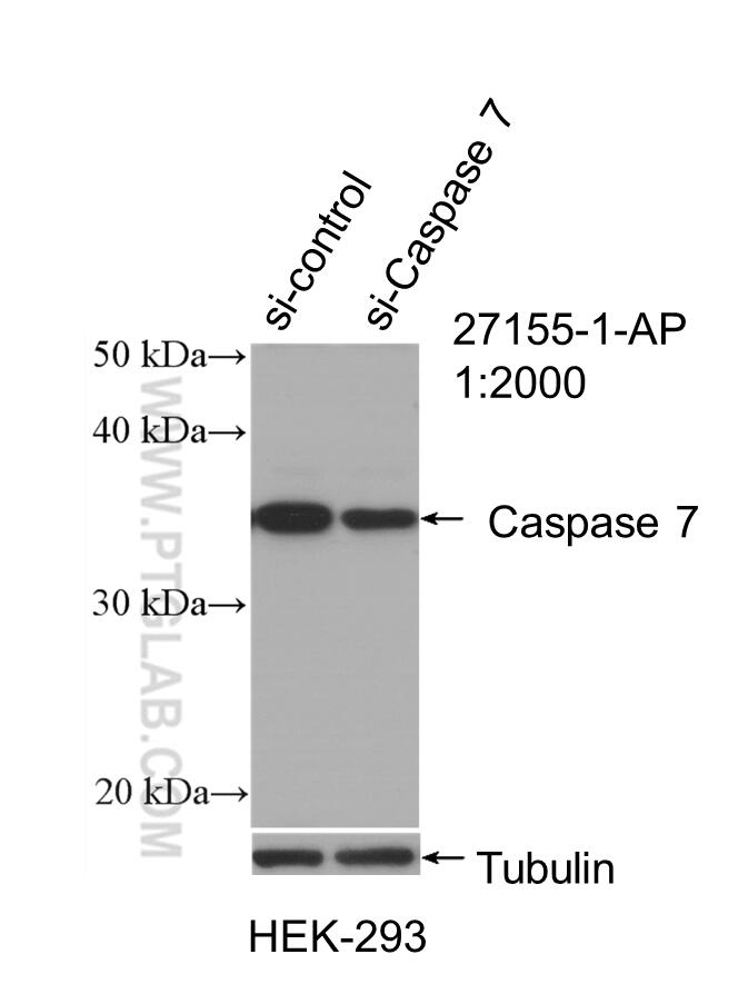 Western Blot (WB) analysis of HEK-293 cells using Caspase 7/p20 Polyclonal antibody (27155-1-AP)