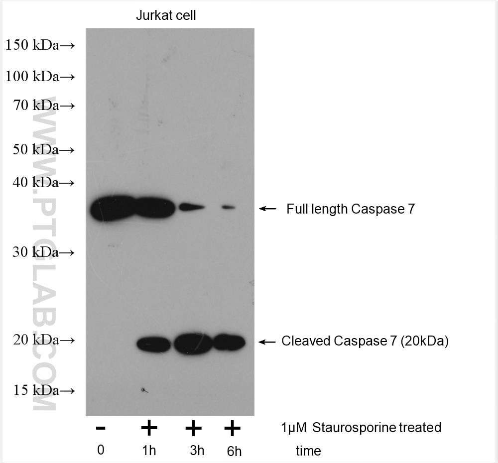 Western Blot (WB) analysis of various lysates using Caspase 7/p20 Polyclonal antibody (27155-1-AP)