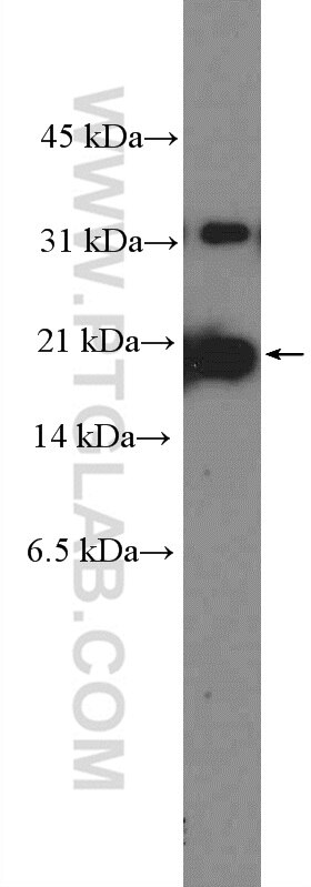 Caspase 7/p20