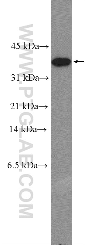 Western Blot (WB) analysis of HEK-293 cells using Caspase 7/p20 Polyclonal antibody (27155-1-AP)