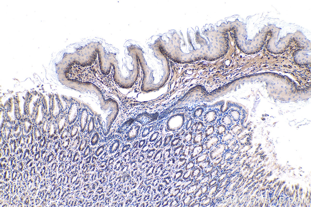 Immunohistochemistry (IHC) staining of mouse stomach tissue using Caspase 7 Monoclonal antibody (67956-1-Ig)