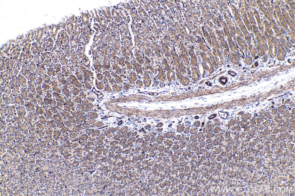 Immunohistochemistry (IHC) staining of rat stomach tissue using Caspase 7 Monoclonal antibody (67956-1-Ig)